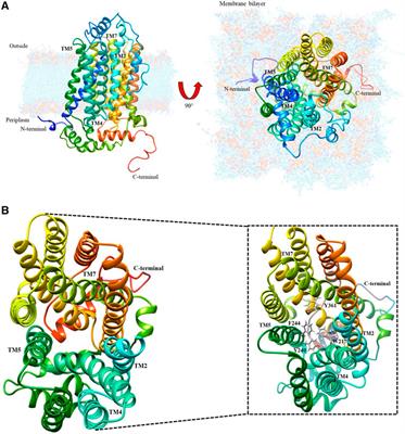 Diffusion Mechanism Modeling of Metformin in Human Organic Cationic Amino Acid Transporter one and Functional Impact of S189L, R206C, and G401S Mutation